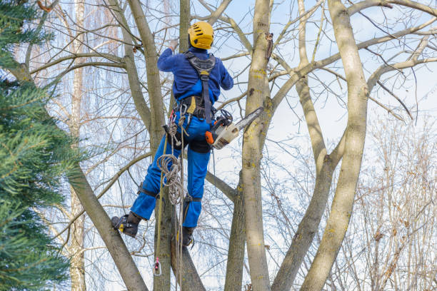 Best Storm Damage Tree Cleanup  in Lincoln University, PA