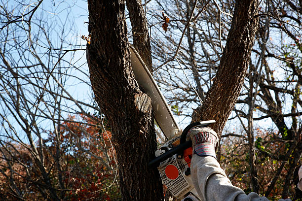 How Our Tree Care Process Works  in  Lincoln University, PA