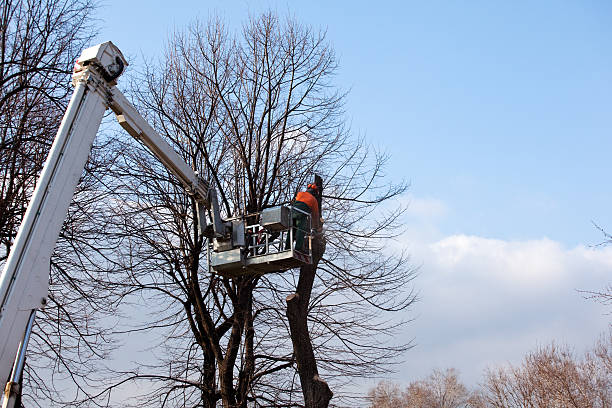 Best Arborist Consultation Services  in Lincoln University, PA